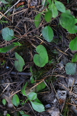 Viola orbiculata