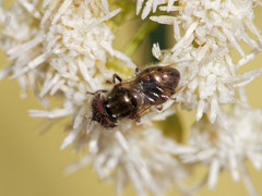 Copestylum smithae