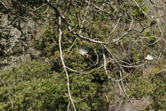 Pseudobombax palmeri