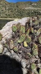 Airampoa ayrampo
