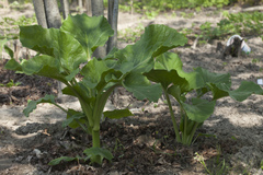 Cardiocrinum cordatum
