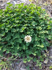 Trifolium repens