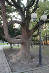 Cinnamomum glanduliferum
