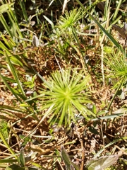 Cyperus papyrus