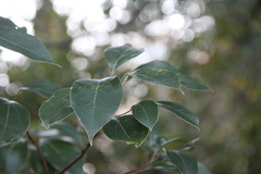 Cinnamomum glanduliferum