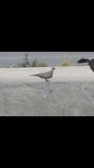 Streptopelia decaocto