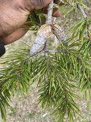 Pinus banksiana image