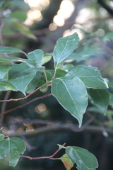 Cinnamomum glanduliferum