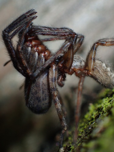Segestria bavarica