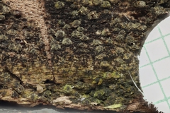 Echinosphaeria canescens