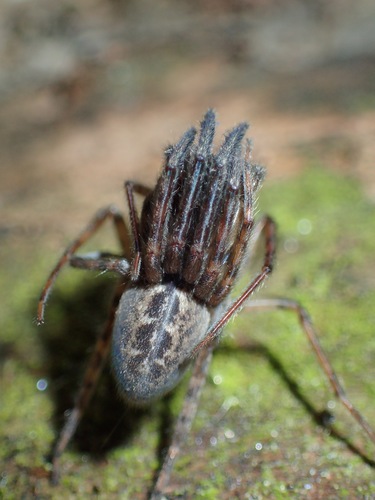 Segestria bavarica