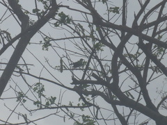 Turdus grayi