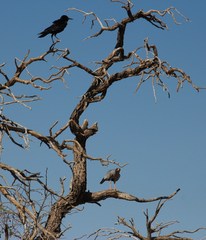 Corvus capensis