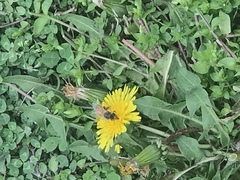 Apis mellifera