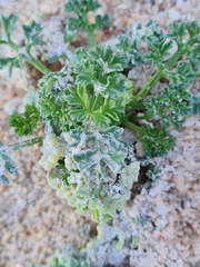Dasispermum