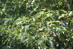 Cinnamomum glanduliferum
