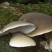 Conchomyces bursiformis - Photo (c) Pete McGregor, some rights reserved (CC BY-NC-ND), uploaded by Pete McGregor