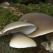 Conchomyces bursiformis - Photo 由 Pete McGregor 所上傳的 (c) Pete McGregor，保留部份權利CC BY-NC-ND