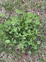 Trifolium hybridum
