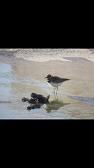 Charadrius vociferus