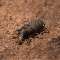 Dryophthorus americanus