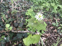 Alliaria petiolata