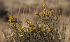 Lasiosiphon polycephalus