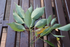 Cinnamomum glanduliferum