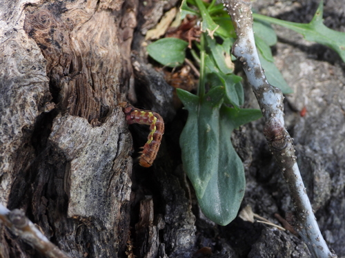 Mottled Umber photo 3