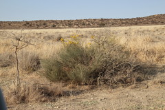 Lasiosiphon polycephalus