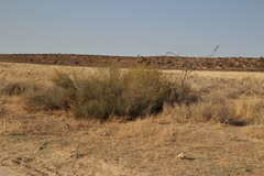 Lasiosiphon polycephalus