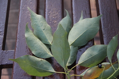 Cinnamomum glanduliferum