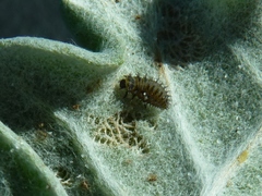 Afrocleta undulata