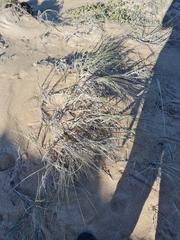 Thinopyrum distichum