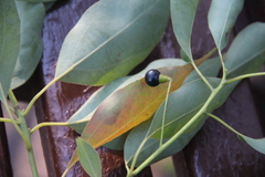 Cinnamomum glanduliferum