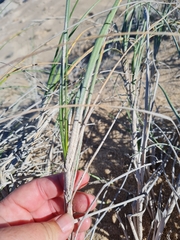 Thinopyrum distichum