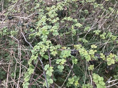Rubus fruticosus