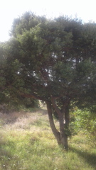 Afrocarpus falcatus