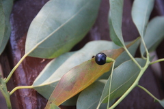Cinnamomum glanduliferum