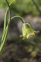 Fritillaria acmopetala