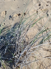 Thinopyrum distichum