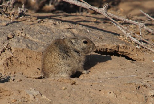 Parotomys brantsii
