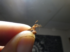 Acromyrmex