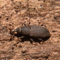 Dryophthorus americanus