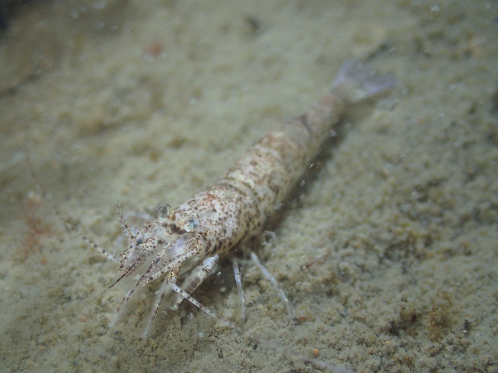 Brown Shrimp (Wadden Sea The Netherlands) · iNaturalist