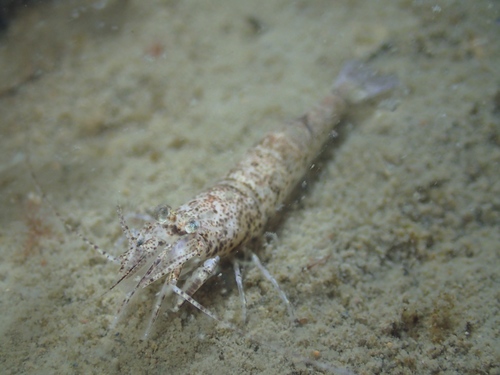 Brown Shrimp, photo 4 of 7