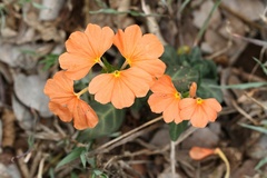 Crossandra zuluensis