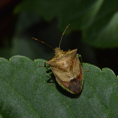 Lerida punctata