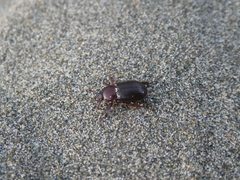 Platyceroides keeni