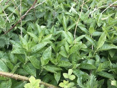 Mercurialis perennis